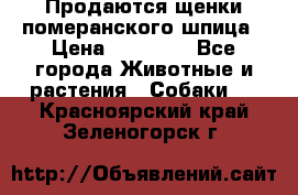 Продаются щенки померанского шпица › Цена ­ 45 000 - Все города Животные и растения » Собаки   . Красноярский край,Зеленогорск г.